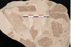 Foto (Detailansicht) von Taeniopteris vittata (NHMW-GEO-2024-0188-10568)